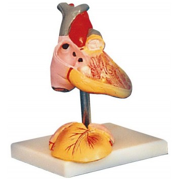 ADVANCED ANATOMICAL MODEL OF CHILD HEART (SOFT)